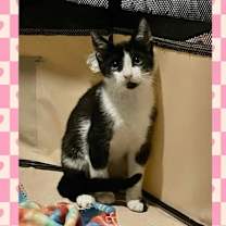 Thumbnail photo of Leo #1