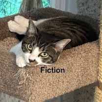 Thumbnail photo of Fiction #3