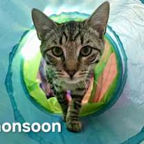Thumbnail photo of Monsoon #3