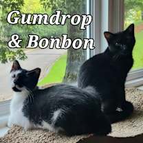 Thumbnail photo of Bonbon #1