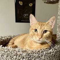 Thumbnail photo of Toulouse #1