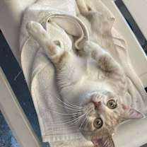 adopt-pet