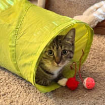 Thumbnail photo of Gracie (Mom of grey litter) #3