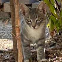 Thumbnail photo of Snowy #1