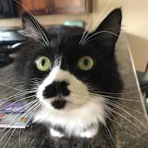 Thumbnail photo of Millie #1