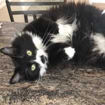 Thumbnail photo of Millie #3