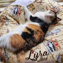 Thumbnail photo of Lyra #precious-purr-baby #1