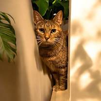 Thumbnail photo of Frigg #2