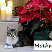Thumbnail photo of Mothra #monster-duo #3
