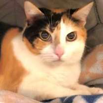 Thumbnail photo of Goldie #3