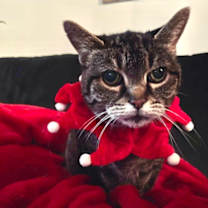 Thumbnail photo of Mami Chat (Mickey) #1