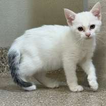 Thumbnail photo of Willow #1