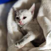 Thumbnail photo of Willow #2