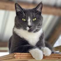 Thumbnail photo of Joy #4