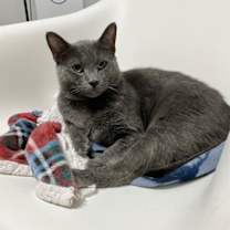 Thumbnail photo of Diesel #1