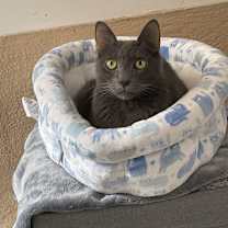 Thumbnail photo of Rebel #1