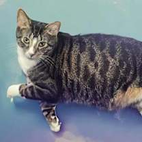 Thumbnail photo of Perseus #3