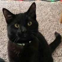 Thumbnail photo of Chili #1