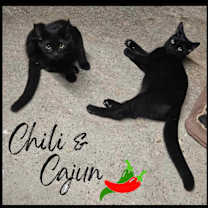 Thumbnail photo of Chili #4