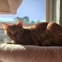 Thumbnail photo of Chip #1