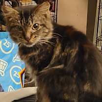 Thumbnail photo of Bandit #2