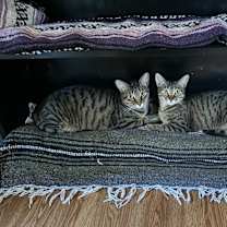 Thumbnail photo of Adonis (Bonded with Iris) #1