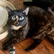 Thumbnail photo of ESTELLE #3