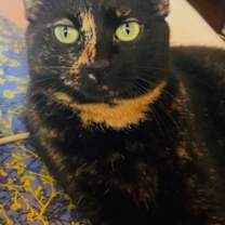 Thumbnail photo of ESTELLE #1