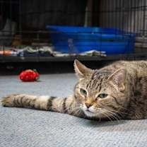 Thumbnail photo of Lena #2