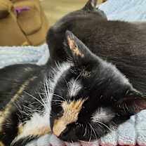 Thumbnail photo of Mittens #3