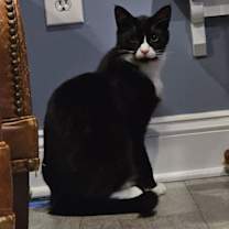 Thumbnail photo of Felix #1