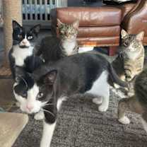 Thumbnail photo of Felix #2