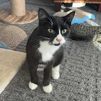 Thumbnail photo of Felix #3