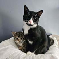 Thumbnail photo of Felix #4