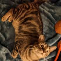 Thumbnail photo of Handsome Jack #3