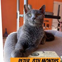 adopt a pet