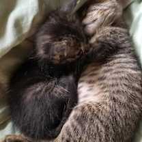 Thumbnail photo of Polly Pocket #1