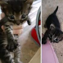 Thumbnail photo of Polly Pocket #2