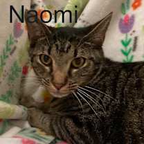 Thumbnail photo of 6363 Naomi #3