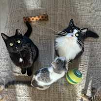 Thumbnail photo of Rhymes #3