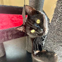 Thumbnail photo of Mungo #3