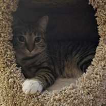 Thumbnail photo of Gracie (Mom of grey litter) #4