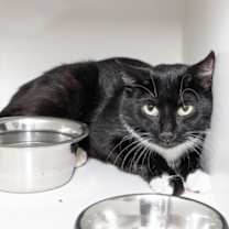 Thumbnail photo of Buttercup #1