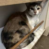 Thumbnail photo of Vanessa #2