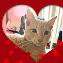 Thumbnail photo of Dudley #1