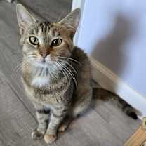 Thumbnail photo of Frappe #1