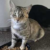 Thumbnail photo of Frappe #3