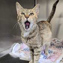 Thumbnail photo of Frappe #4