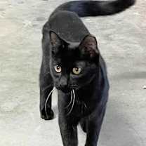 Thumbnail photo of Cleo #2