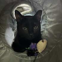 Thumbnail photo of Cleo #3